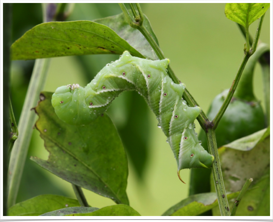 Manduca sexta
Tobacco Hornworm
Bibb County, Alabama